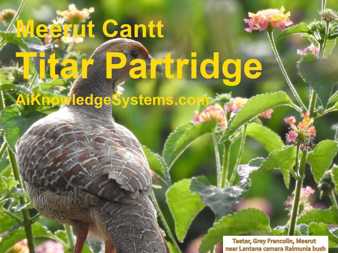 Titar Partridge (15) Coming Soon